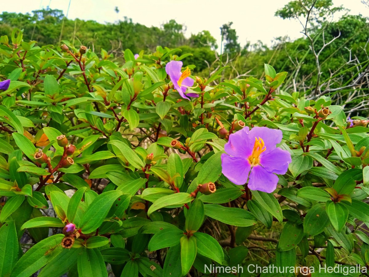 Osbeckia aspera Blume